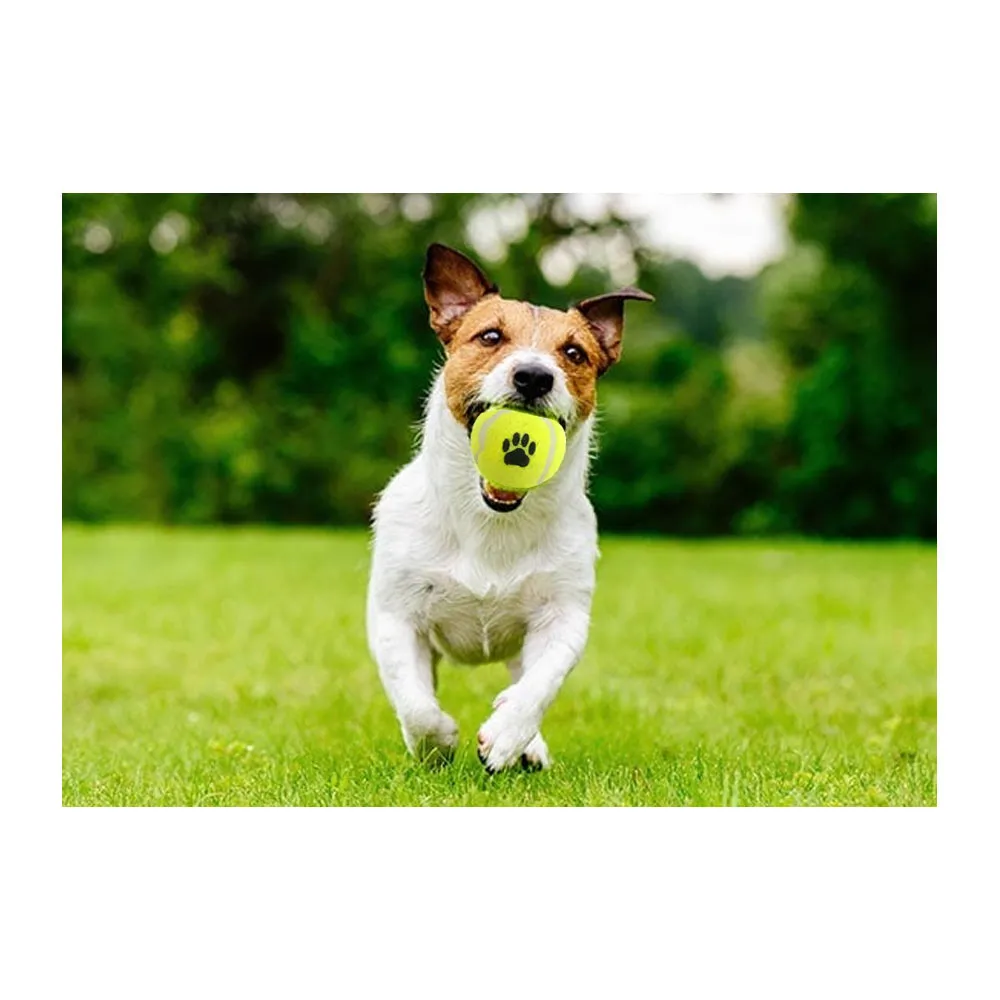 3 PC Mini Tennis Balls Dogs Pet Safe Dog Toys Exercise Play Training Ball Neon