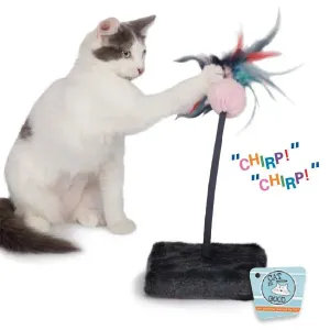 Cat Is Good Chirping Teasers