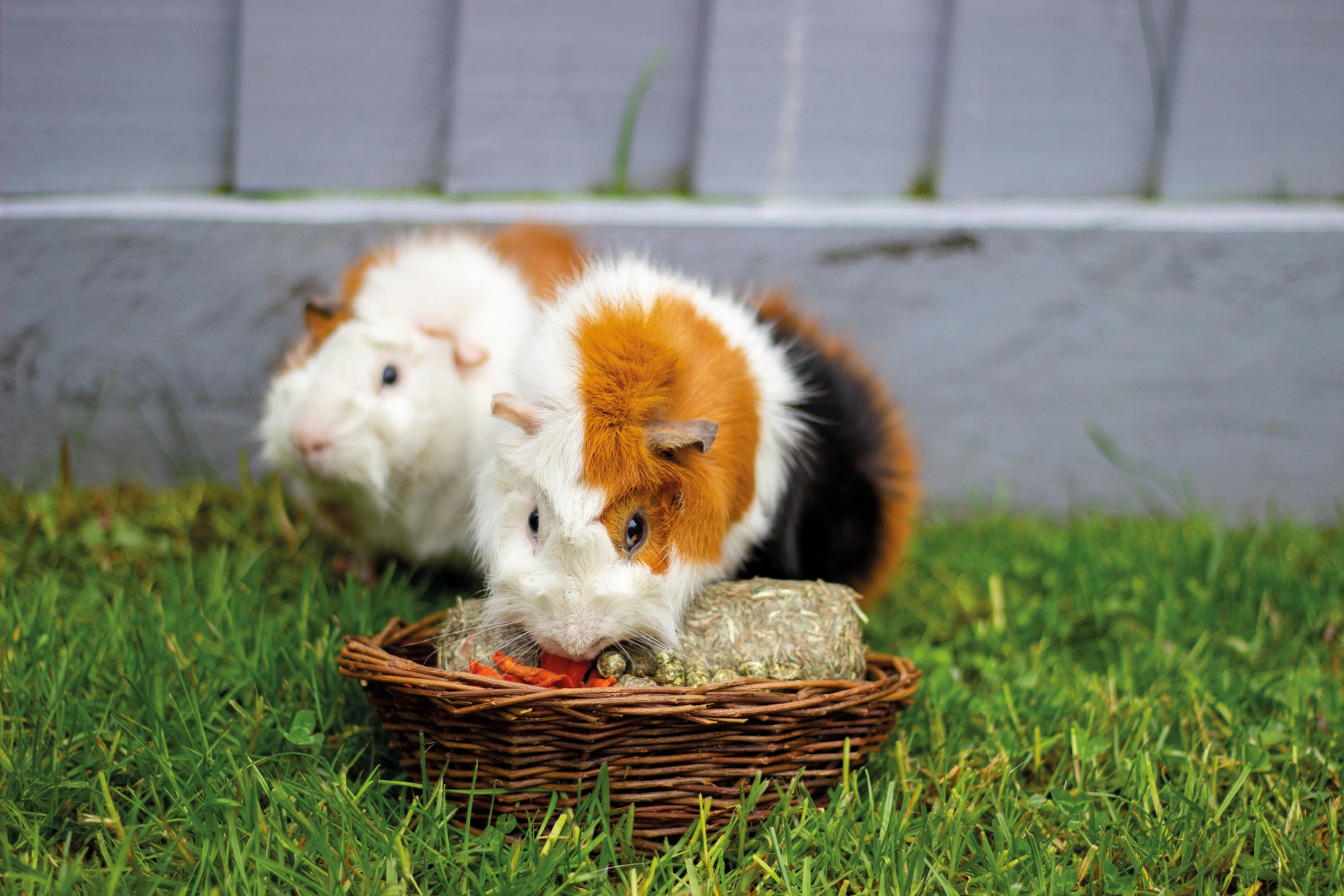 Willow Treat Basket